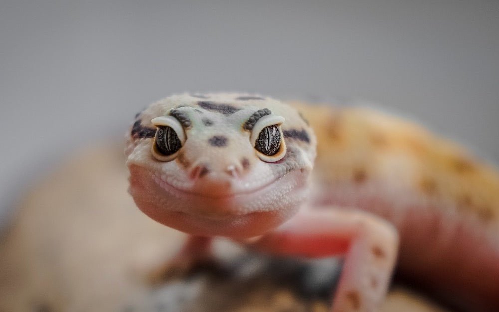 Exploring How Long Do Geckos Live Without Food