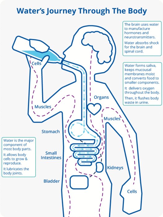 Understanding How Long Does Water Take To Get To Your Bladder