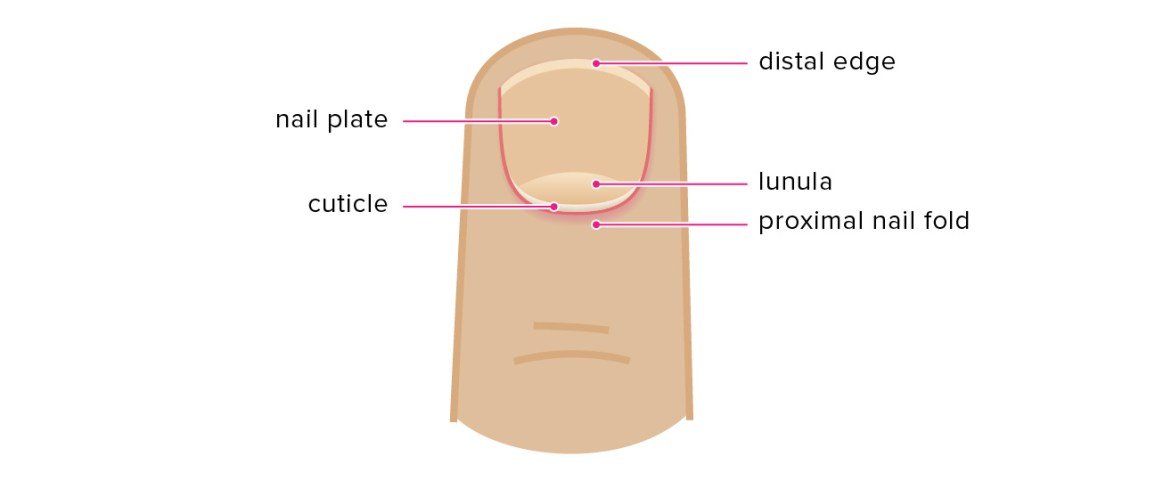 Expert Tips On How To Fix Dry Cuticles: Ultimate Guide