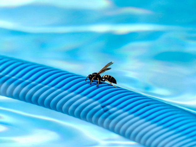 Effective Ways To Keep Wasps Away From Pool